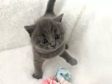 ブリティッシュショートヘア【岡山県・男の子・2025年5月5日・ブルー】の写真10