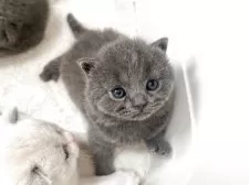 ブリティッシュショートヘア【岡山県・男の子・2025年5月5日・ブルー】の写真11