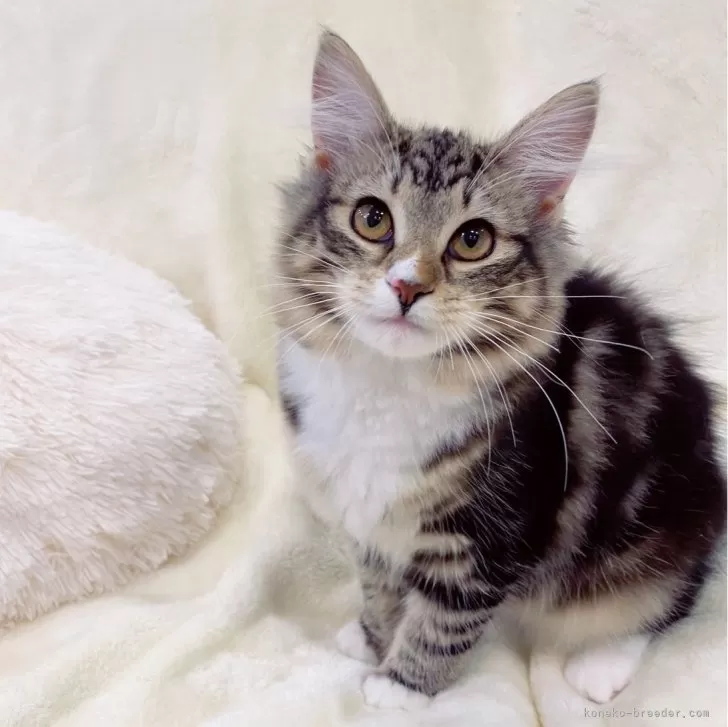 ID：2312-02713の子猫