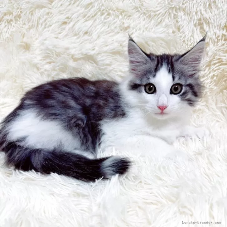 ノルウェージャンフォレストキャット【静岡県・男の子・2025年9月10日・ブラックシルバーマッカレルタビー&amp;ホワイト】の写真1