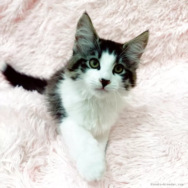 ID:2507-00576の子猫