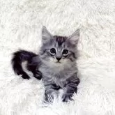 ノルウェージャンフォレストキャット