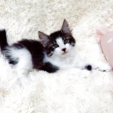 ノルウェージャンフォレストキャット