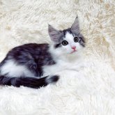 ノルウェージャンフォレストキャット