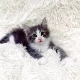 ノルウェージャンフォレストキャット