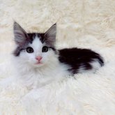 ノルウェージャンフォレストキャット