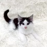 ノルウェージャンフォレストキャット