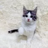 ノルウェージャンフォレストキャット【静岡県・男の子・2025年9月10日・ブラックシルバーマッカレルタビー&ホワイト】の写真5