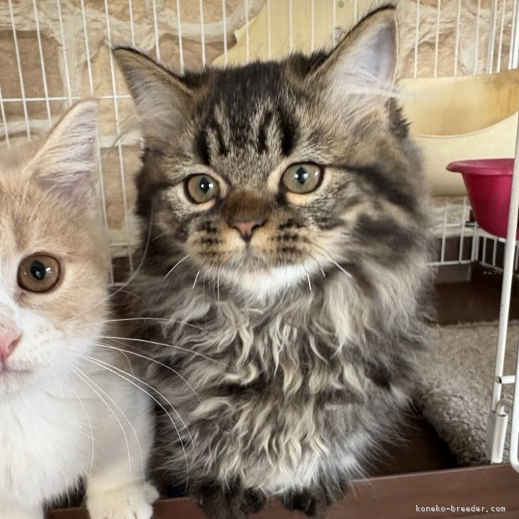 ブリーダー画像