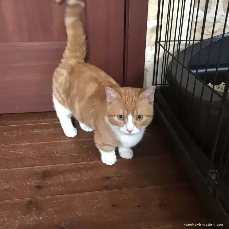 ID：2409-02289の子猫