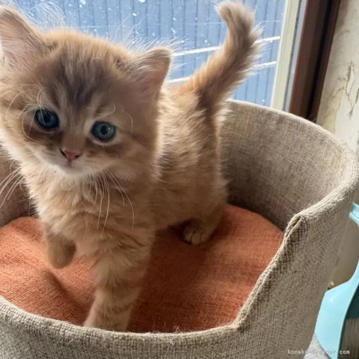 Y.Ｉ 様のお迎えした子猫