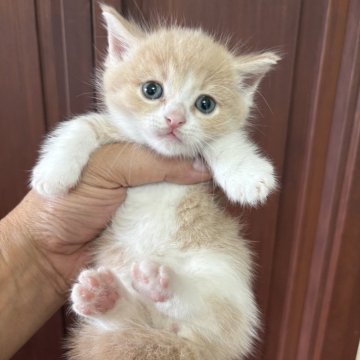 マンチカン(短足)【茨城県・男の子・2025年7月9日・クリームタビー&ホワイト】の写真「可愛いおメメの短足クリームタビー男子」