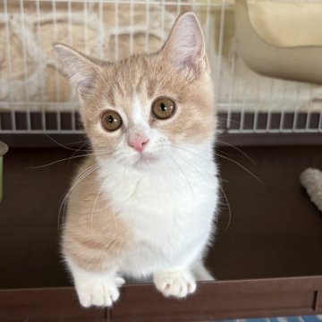 マンチカン(短足)【茨城県・男の子・2025年7月9日・クリームタビー&ホワイト】の写真「可愛いおメメの短足クリームタビー男子」