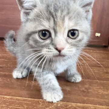 マンチカン(長足)【茨城県・女の子・2026年3月20日・ブルータビー】の写真「ブルータビー長足の女の子5/28から引き渡し」