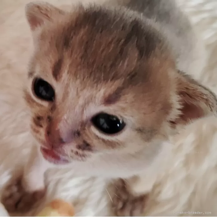 ID：2411-00475の子猫