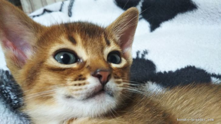 アビシニアン 栃木県 男の子 21年1月21日 ルディ ご飯 トイレもok 可愛い 時期です みんなの子猫ブリーダー 子猫id 2102