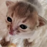 アビシニアン【栃木県・男の子・2024年10月23日・ブルー】の写真1「生後15日目😻お目目の大きなハンサム君！」