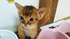 アビシニアン【栃木県・男の子・2019年12月12日・ルディ】の写真2「生後 28日目😸 1/9日撮影🐾🐾」