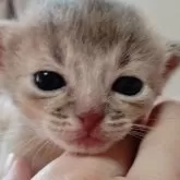 アビシニアン【栃木県・男の子・2024年10月23日・ブルー】の写真3「ママのおっぱいとネンネ💤💤の毎日だよ！」