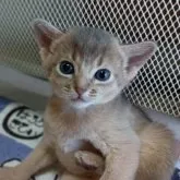 アビシニアン【栃木県・男の子・2023年4月10日・ブルー】の写真3「可愛いキトンブルーの瞳😸」