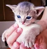 アビシニアン【栃木県・男の子・2019年6月16日・ブルー】の写真4