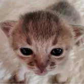 アビシニアン【栃木県・男の子・2024年10月23日・ブルー】の写真4「毎日成長 お耳が少し立ち上がってきたよ！😻🫶🩵💨💨💨💨💨💨💨💨」