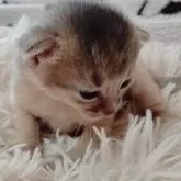 アビシニアン【栃木県・男の子・2024年10月23日・ブルー】の写真5「アンヨも得意😸🫶🩵」