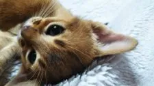 アビシニアン【栃木県・男の子・2021年1月21日・】の写真5「そろそろおやチュミ〜💖💤💤💤」