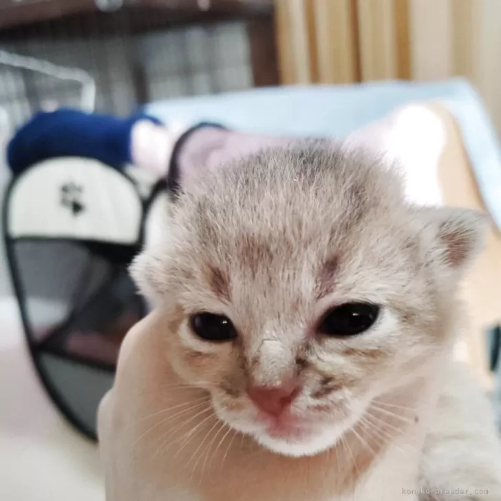 ID：2505-03560の子猫
