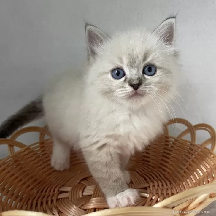 ID：2409-00646の子猫