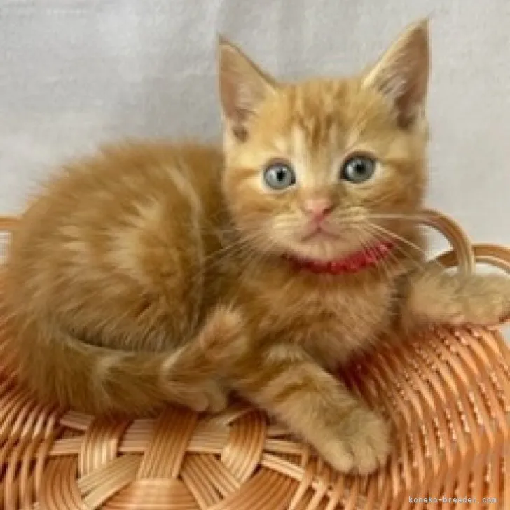 ID：2305-02674の子猫