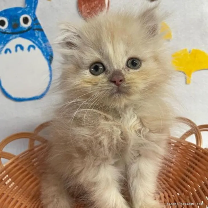 ID：2209-01645の子猫