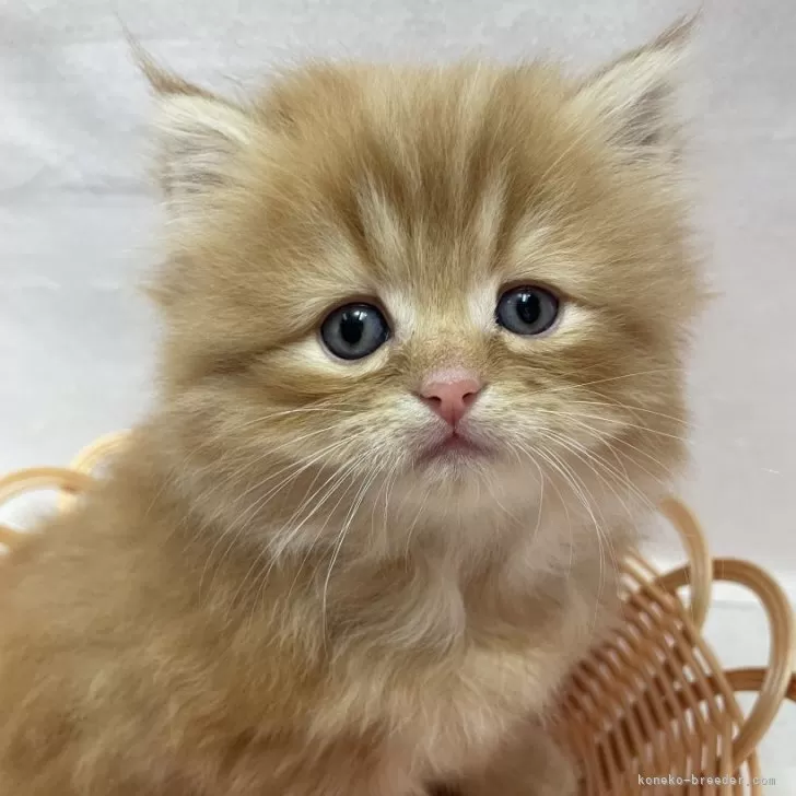 ID：2404-01388の子猫