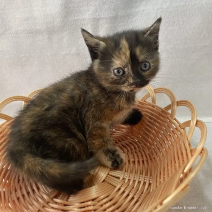 ID：2303-03004の子猫