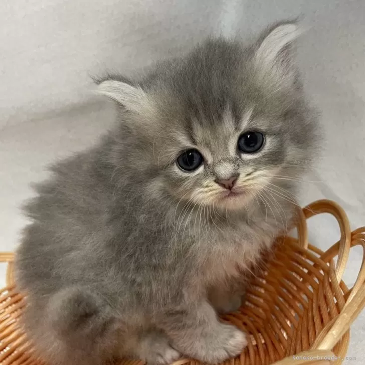 ID:2408-00101の子猫