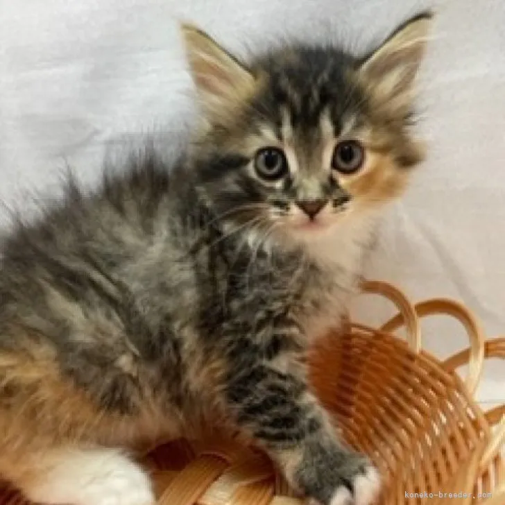 ID：2305-02391の子猫