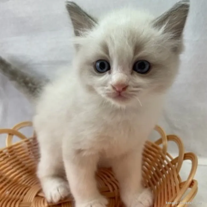 ID：2309-01756の子猫