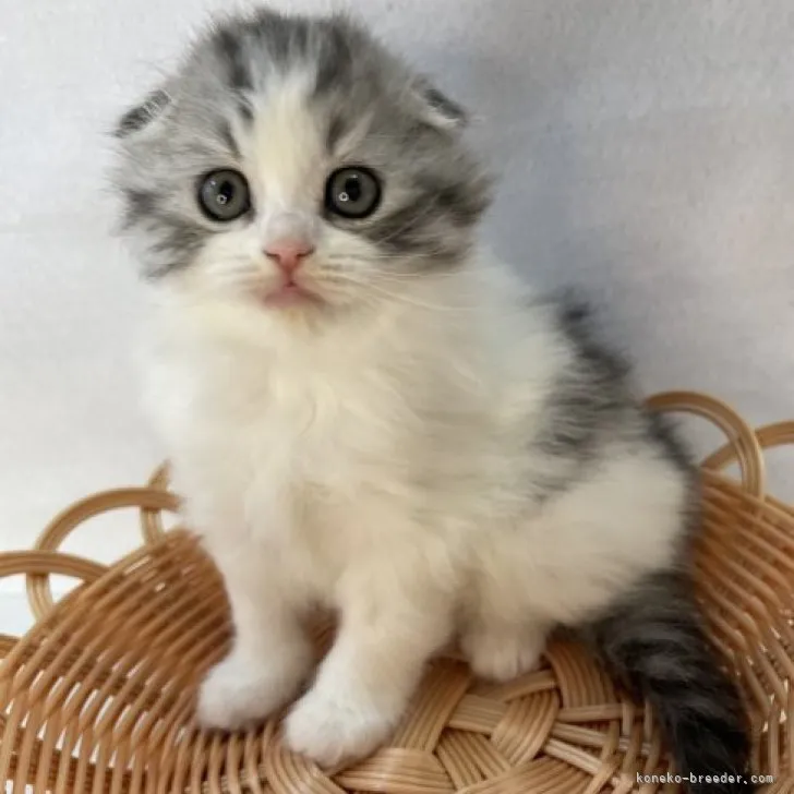 ID：2304-01604の子猫