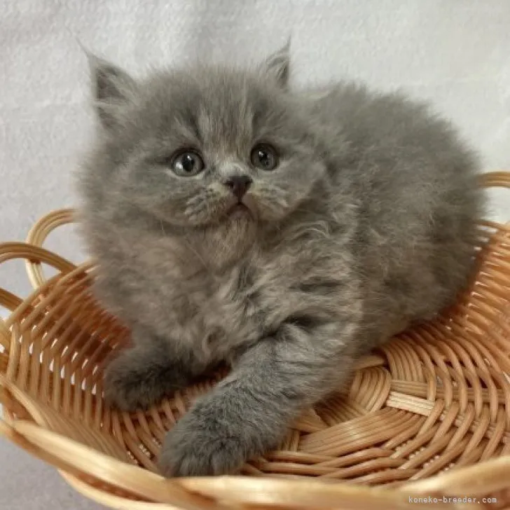ID：2303-02975の子猫
