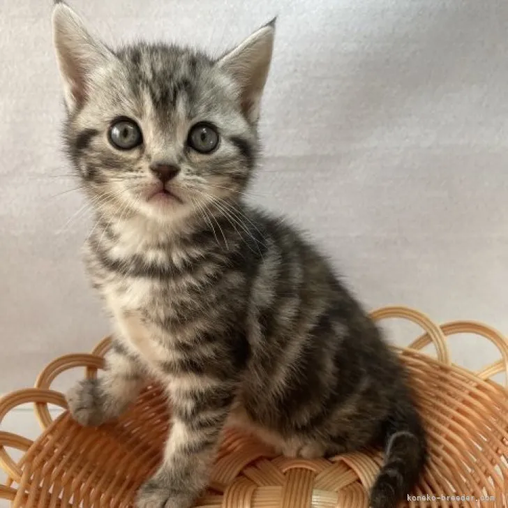 ID：2303-03005の子猫