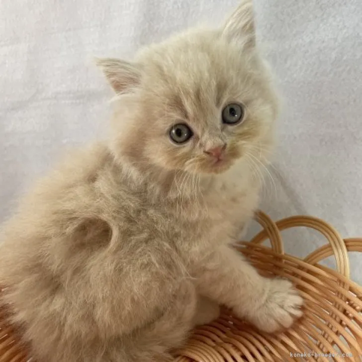 ID：2303-02977の子猫