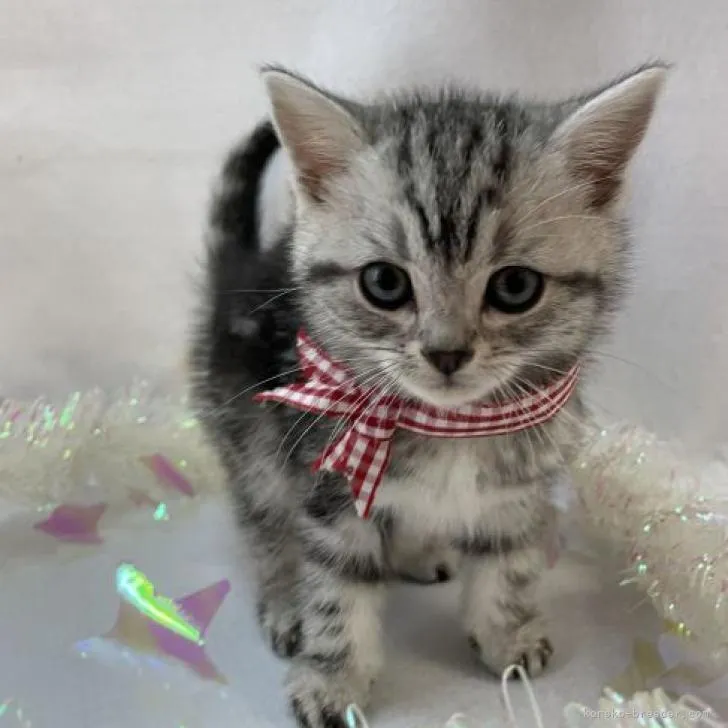 ID：2301-02156の子猫