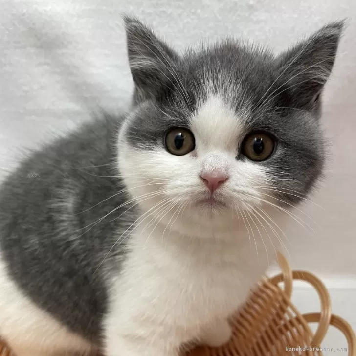 ID：2411-02885の子猫