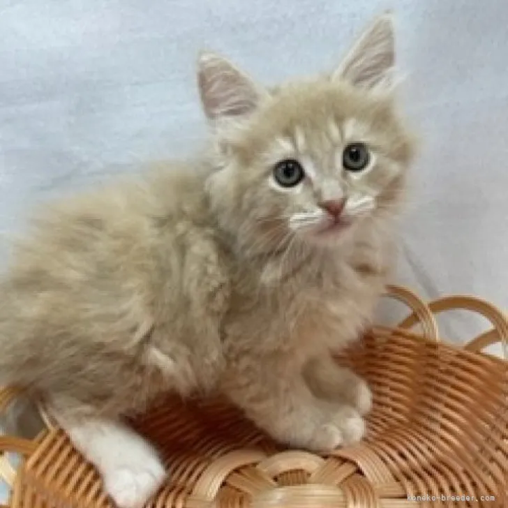ID：2305-02390の子猫
