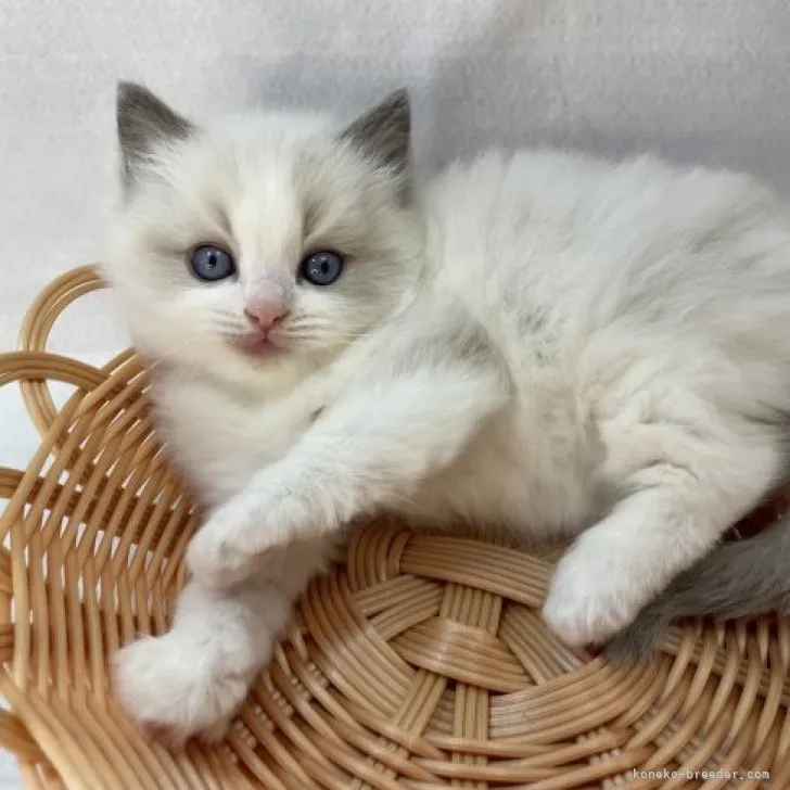 ID：2304-01637の子猫