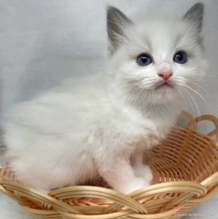 ID：2410-01334の子猫