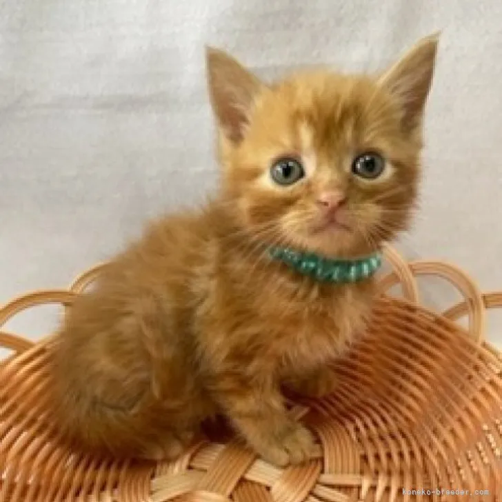 ID:2305-02676の子猫
