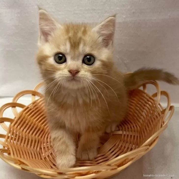 ID：2412-00339の子猫