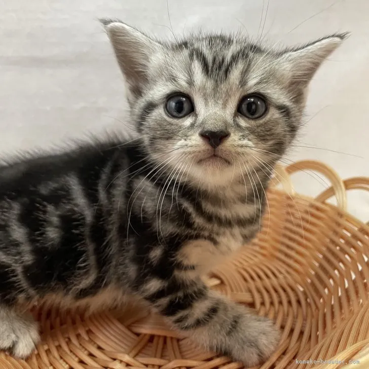 ID：2307-03296の子猫