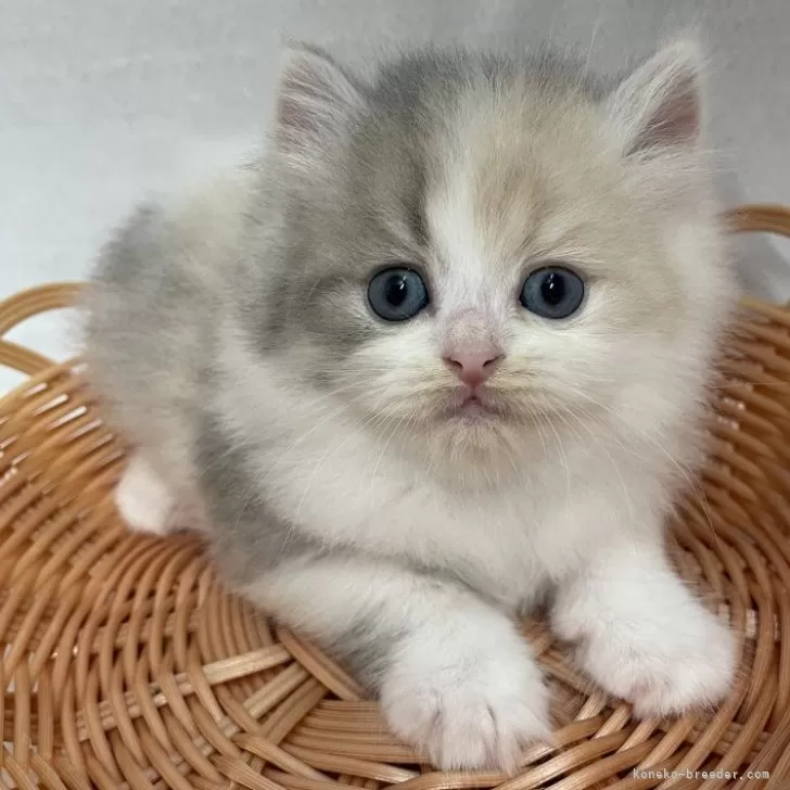 ID:2408-00106の子猫